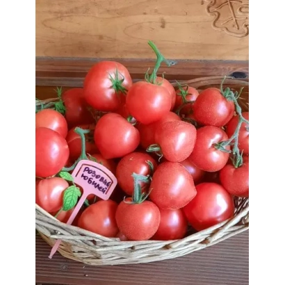Корзина с красными томатами сорта ЮБИЛЕЙ ПОДМОСКОВЬЯ