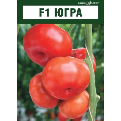 Семена томата F1 ЮГРА на фоне красных плодов