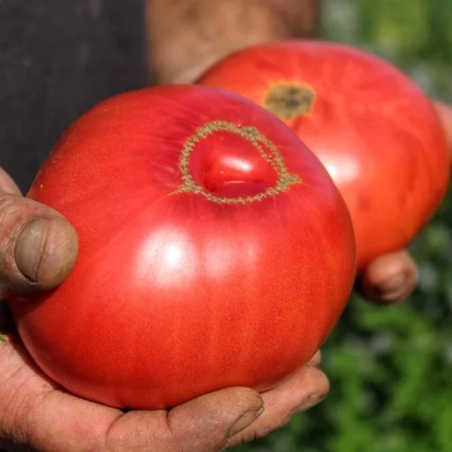 Крупные красные томаты в руках на фоне зелени - Украинский