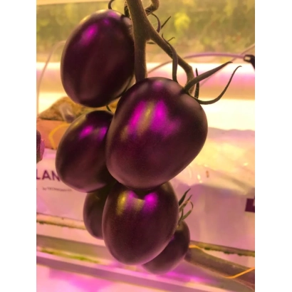 Спелые фиолетовые томаты на ветке под искусственным освещением - УЛЬТРАВИОЛЕТ