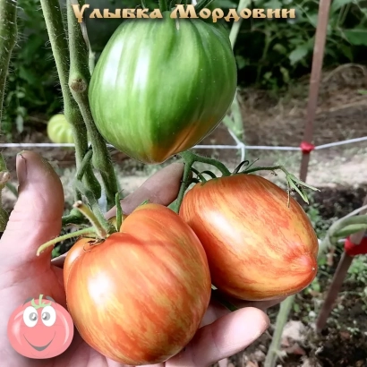 Томат сорта Улыбка Мордовин на кусте