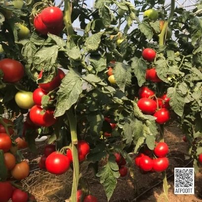Томаты на кусте в поле - УМАГНА