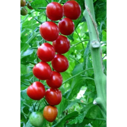 Спелые и незрелые помидоры сорта УМЕЛЕЦ на ветке