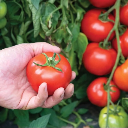 Крупный красный томат в руке на фоне зелёных листьев и плодов - УНИФОРТ