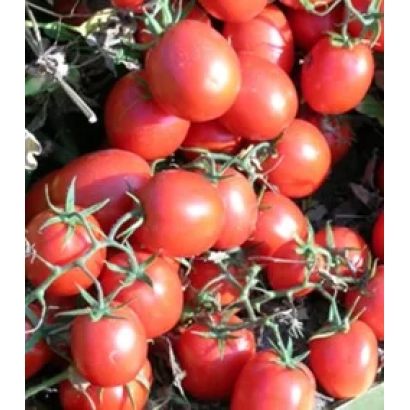 Ripe red tomatoes of the Uno Rosso F1 variety on vines