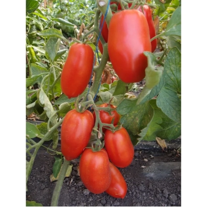 Красные томаты на кусте - УНТЕР