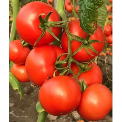 Спелые красные томаты на ветке - Юпитер