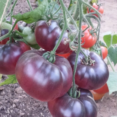 Созревшие темно-красные томаты сорта Уральский бриллиант на кусте