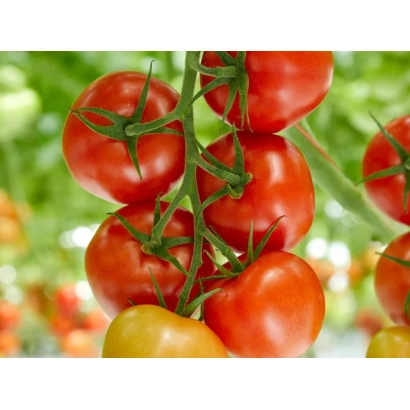 Свіжі червоні помідори на гілці - ЮСТИКА