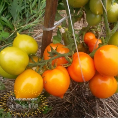 Дозрілі та недозрілі помідори сорту УТЕНОК | Катя на кущі