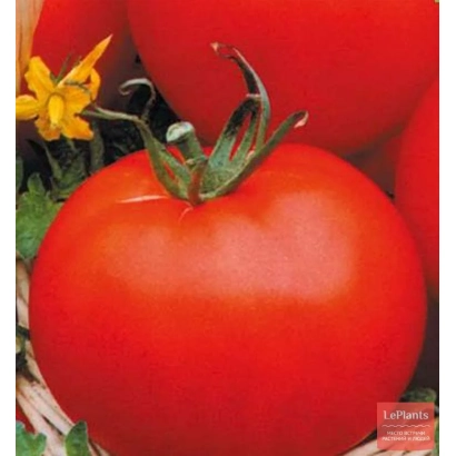 Large red tomato in a basket with a yellow flower in the background - Morning