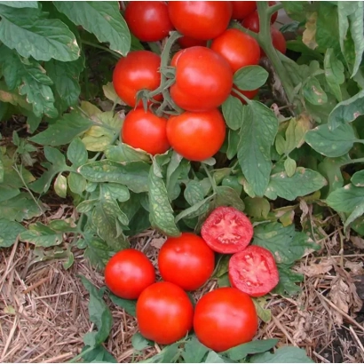 Спелые красные томаты УВАЛЕНЬ на кусте с разрезанным плодом