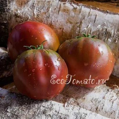 Southern Night tomatoes on tree bark