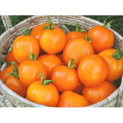 Корзина с оранжевыми томатами сорта Валенсия
