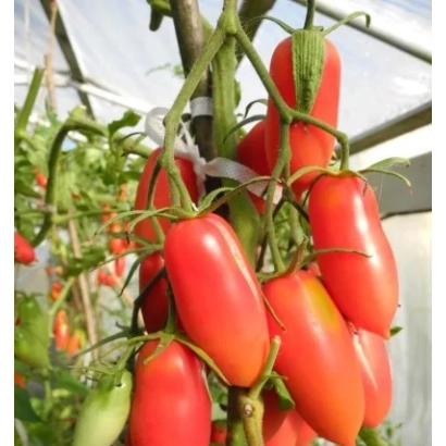 Спелые красные томаты сорта Варвара на ветке в теплице