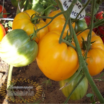 Томаты сорта ВАШЕ ВЕЛИЧЕСТВО на кусте