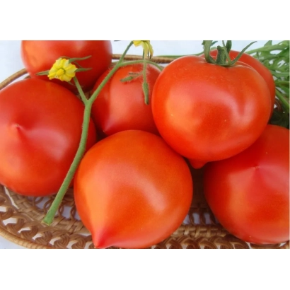 Красные томаты сорта ВАССА на ветвях в плетеной корзине