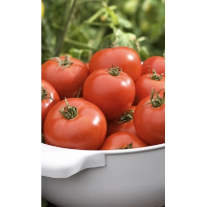 Красные томаты в белой миске на фоне зелени - ВЕНЕЦ