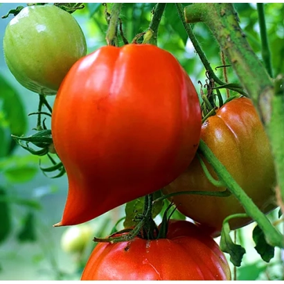 Крупный план красных и зеленых томатов на ветвях - Венера