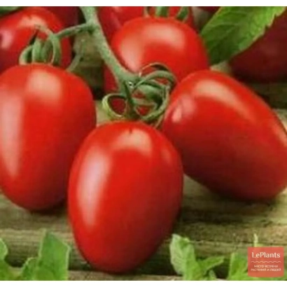 Красные томаты сорта ВЕНЕТА на ветке