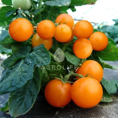 Venus tomato plant with orange fruits against green foliage