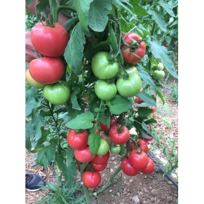Томаты на кусте, красные и зеленые плоды - ВЕРМИЛЕНЗА