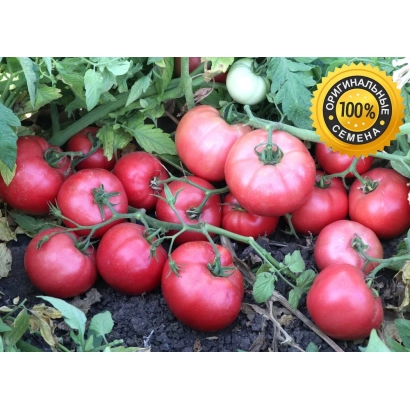 Червоні помідори на кущі з жовтим круглим значком 100% на фоні зелені - ВЕРНЕР