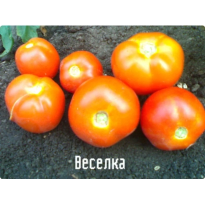 Томаты сорта Веселка на темном фоне - Веселка F1