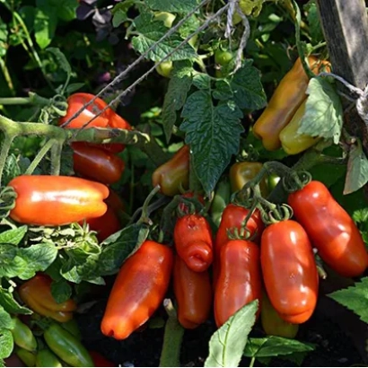 Красные помидоры на ветке без названия - ВЕСЕЛЫЙ ГНОМ