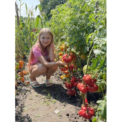 Девочка в огороде рядом с кустом томатов - ВЕСЕЛЫЙ СОСЕД