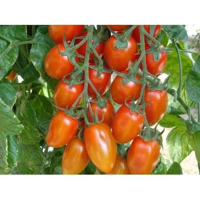 Дозрілі червоні помідори сорту Весполіно на гілці