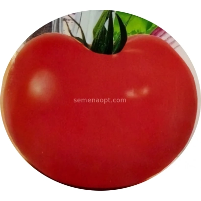 Крупное изображение красного томата с водяным знаком semenaopt.com - Веста