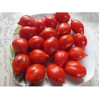 Red tomatoes on a white plate - VESEUVIUS