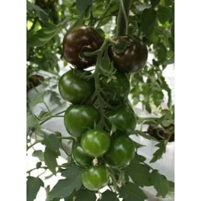 Спелые и зеленые помидоры на ветке - Виагра F1