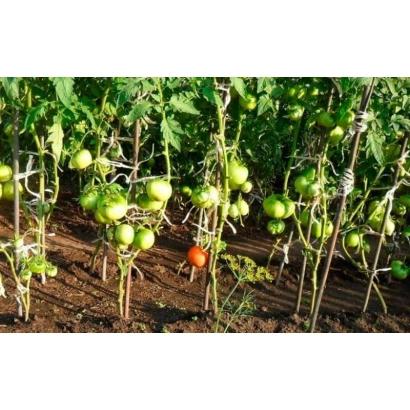 Томаты на кустах в поле - ВИДАЛ