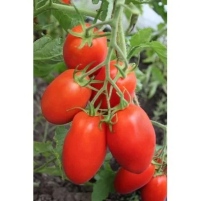 Red tomatoes on a vine without product name - VICKUSYA