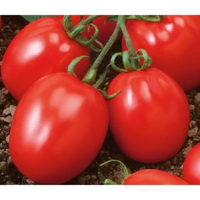 Красные томаты сорта Виолетта на ветке