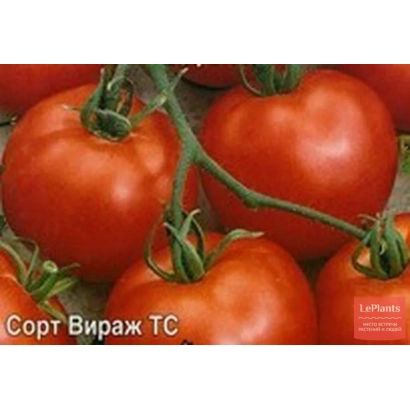 Красные томаты сорта Вираж ТС на ветке