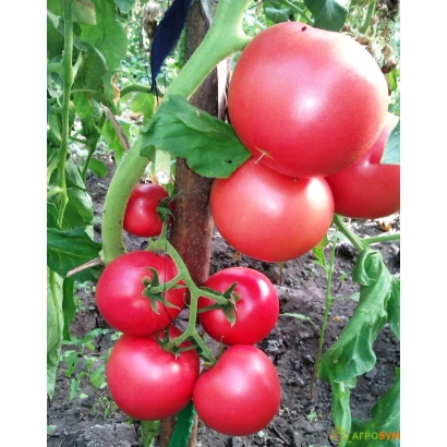 червоні помідори на кущі - Віртуоз