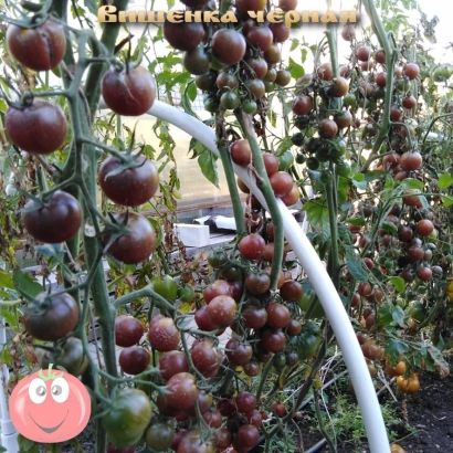 Вішенка чорна — сорт помідора на грядці - ВИШЕНЬКА ЧОРНА