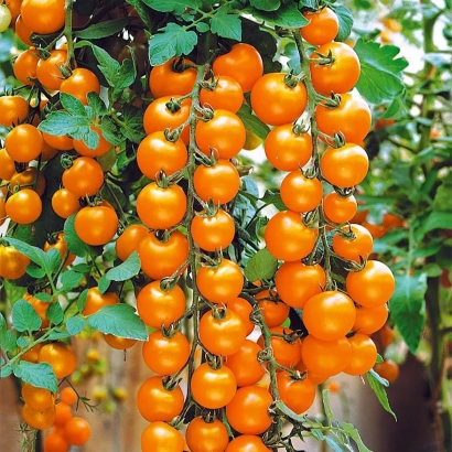 Ripe yellow tomatoes on vine - YELLOW CHERRY