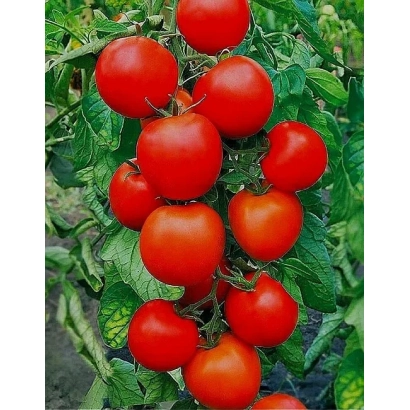 Крупные красные томаты на зеленом кусте - ВОЛГОГРАДЕЦ