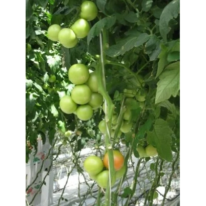 Green tomatoes on a vine - Vologda-grad F1