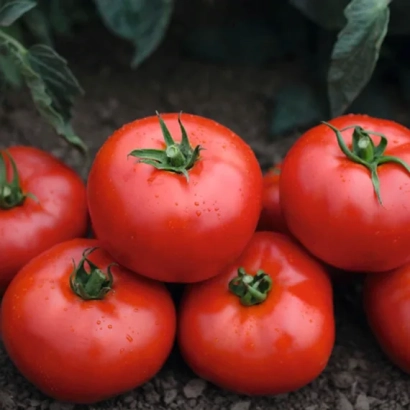 Красные помидоры на земле - ВОЛВЕРИН