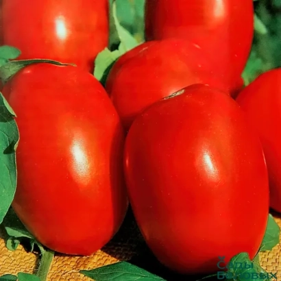 Крупний план червоних томатів на зелених листках - ВОЛЖСЬКИЙ