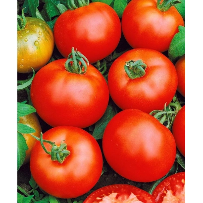 Крупные красные томаты на зеленой листве - Восход