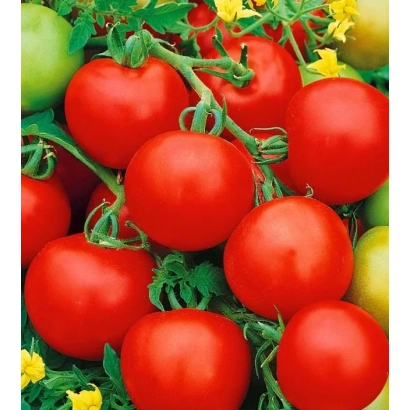 Fresh red tomatoes on vines with green leaves and yellow flowers - Vostok