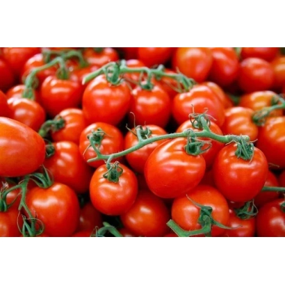 Крупный план красных томатов на ветвях - ВС 4012