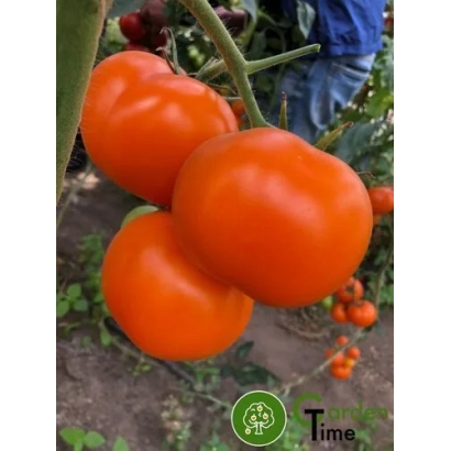 Красные помидоры на ветке с логотипом Time - Еллоу Пешен