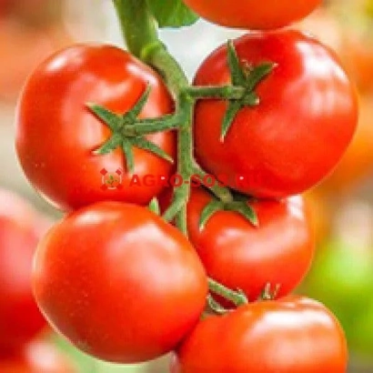 Свежие красные томаты на ветке - Игидо